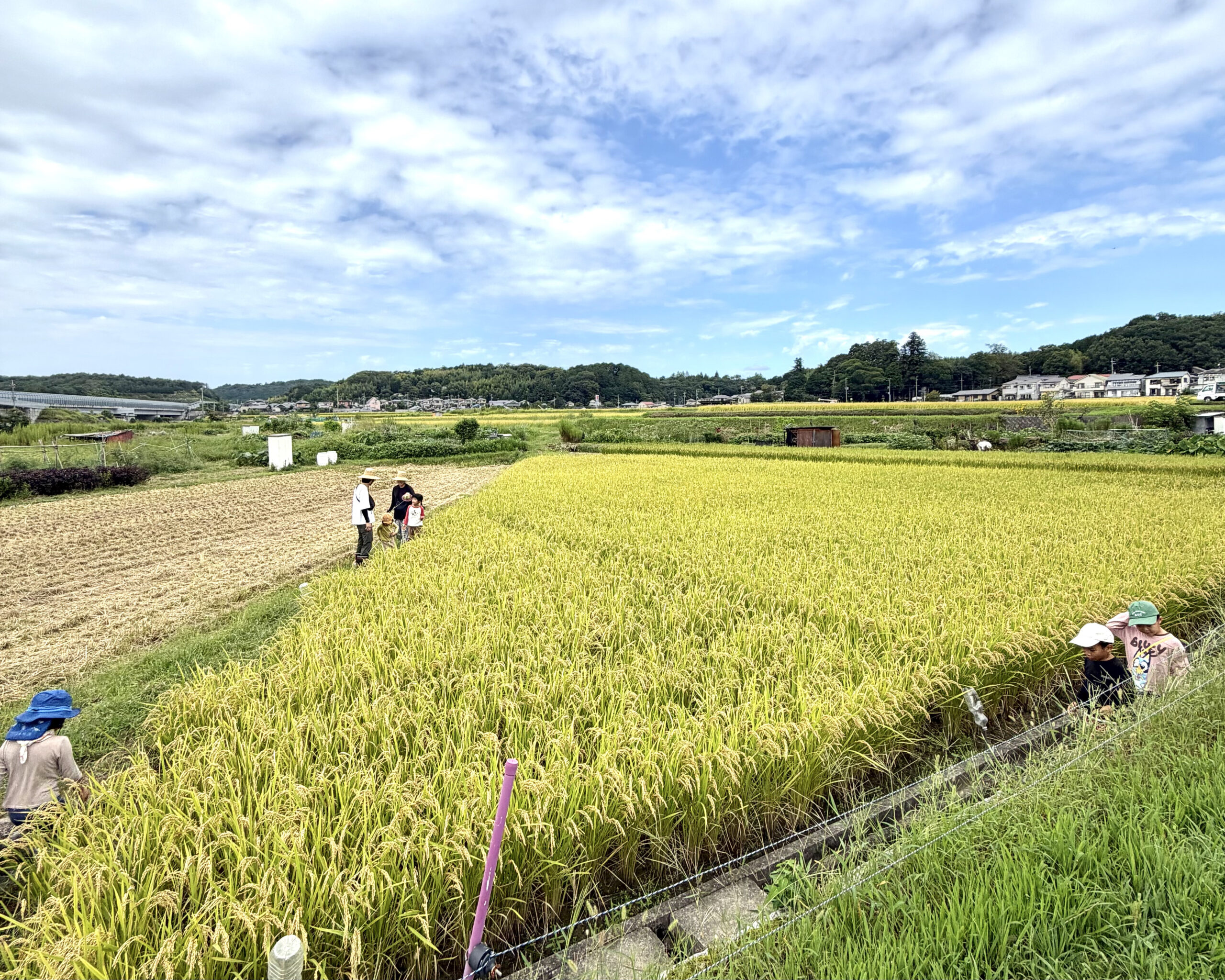 種まきから稲刈り〜畳作りへ。循環に身を置く意味